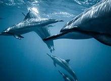 亚博体育平台：在每一次投注中遇见非凡体验